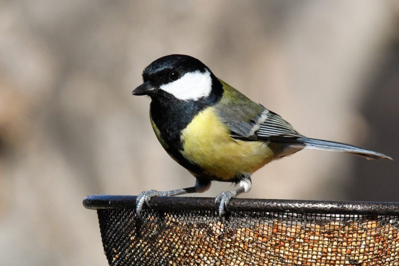 Mésange charbonnière à la mangeoire
