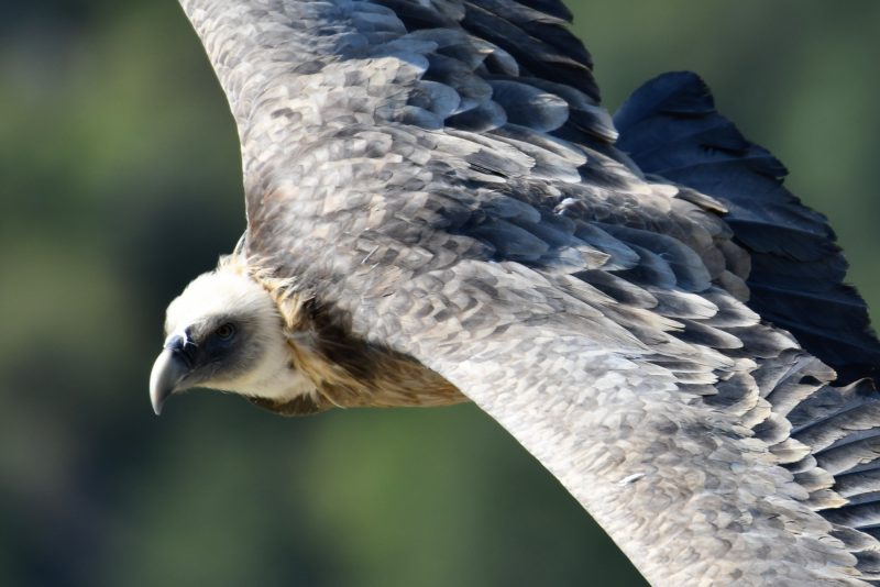 Attention, je te surveille