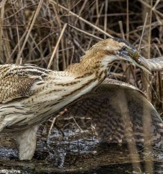 Journée mondiale des zones humides 2021