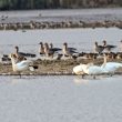 55ème Comptage Wetlands International des oiseaux d’eau