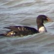 Un Eider à tête grise mâle immature en Charente-Maritime