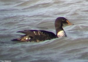 Eider à tête grise (Somateria spectabilis) mâle de deuxième année