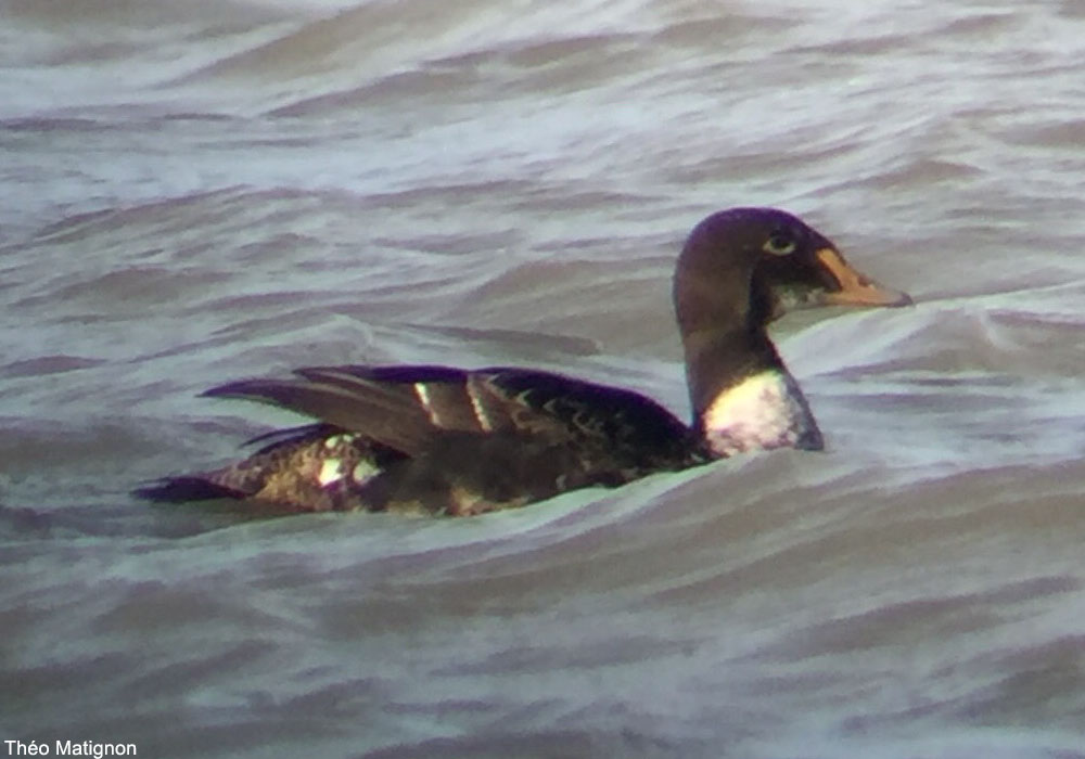 Eider à tête grise (Somateria spectabilis) mâle de deuxième année