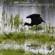 Ibis falcinelle près d’Ajaccio
