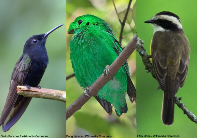 Une liste complète et à jour en français des espèces d’oiseaux du monde à télécharger