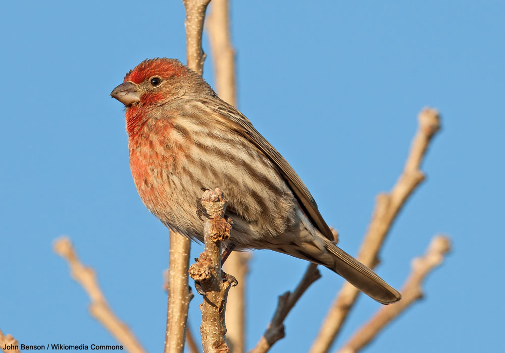Roselin familier (Haemorhous mexicanus/Burrica mexicana) mâle