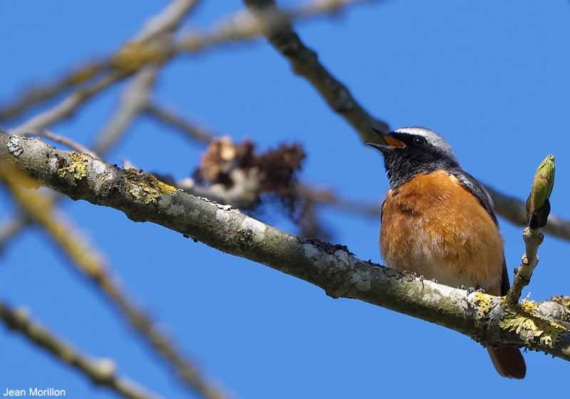 Un Rougequeue à front blanc mâle a imité plus de 50 espèces d’oiseaux en une heure en Estrémadure (Espagne)