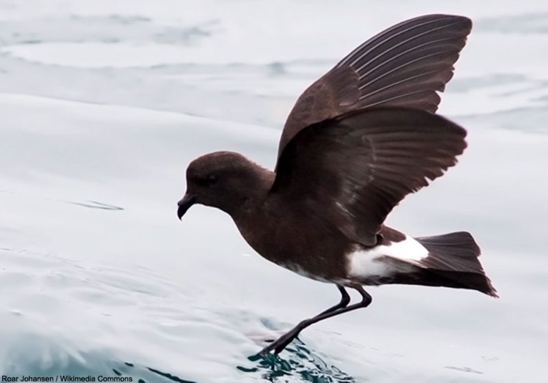 Deux colonies d’Océanites d’Elliot ont été découvertes grâce (notamment) à l’odorat de chiens dressés