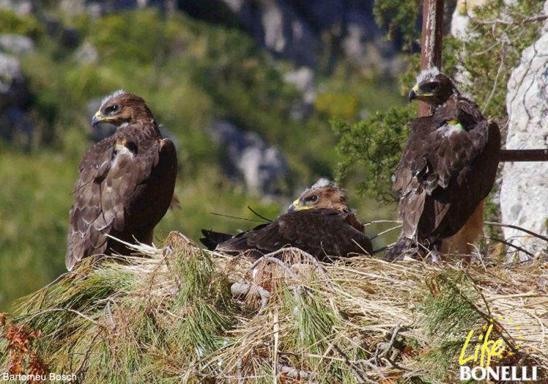 La réintroduction de l’Aigle de Bonelli à Majorque (Baléares) aurait des effets négatifs pour l’Aigle botté