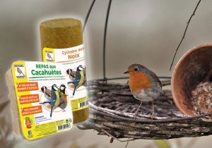Nourrir les oiseaux en hiver dans son jardin ou son balcon