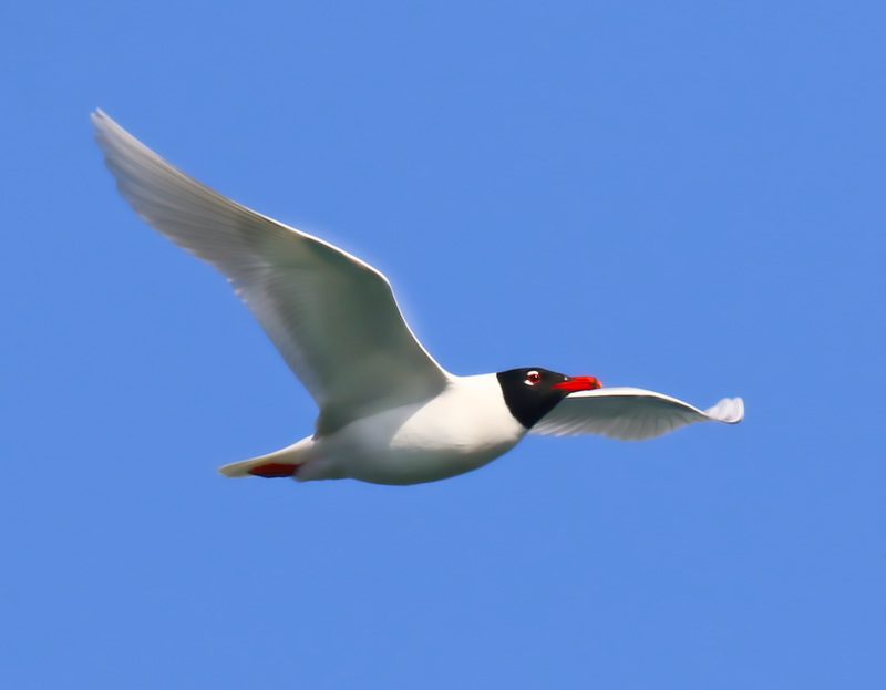 Mouette mélanocéphale dans la boucle de Poses