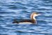1-Plongeon arctique | Gavia arctica | Black-throated Loon