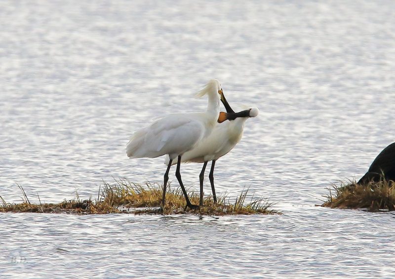 Parade nuptiale de Spatules blanches
