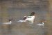 9-Harle bièvre | Mergus merganser | Common Merganser