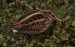 2-Bécassine sourde | Lymnocryptes minimus | Jack Snipe