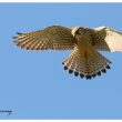 Faucon crécerelle femelle en vol du Saint-Esprit