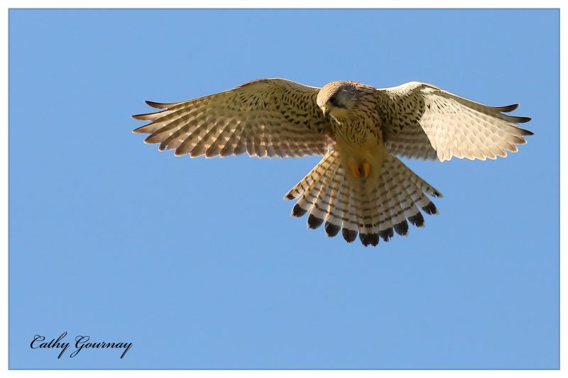 Faucon crécerelle femelle en vol du Saint-Esprit