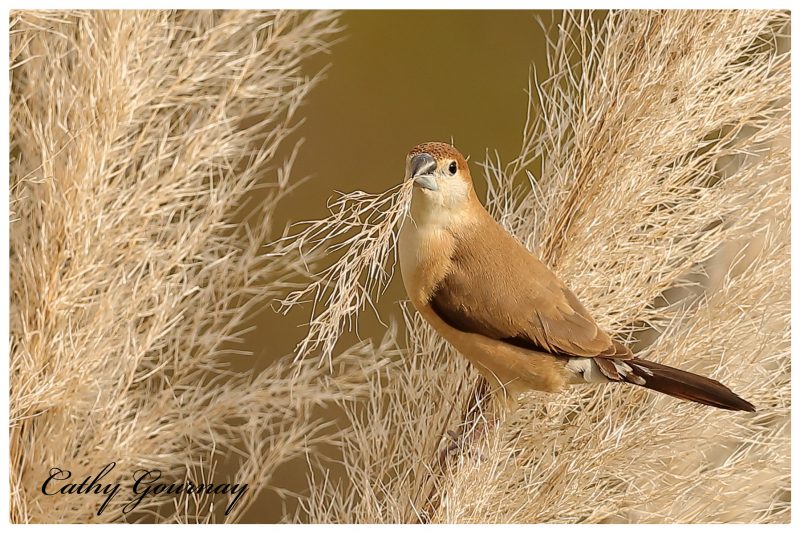 Capucin bec-de-plomb