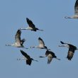 Vol de Grues cendrées en Camargue