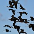 Envol d’Ibis falcinelles