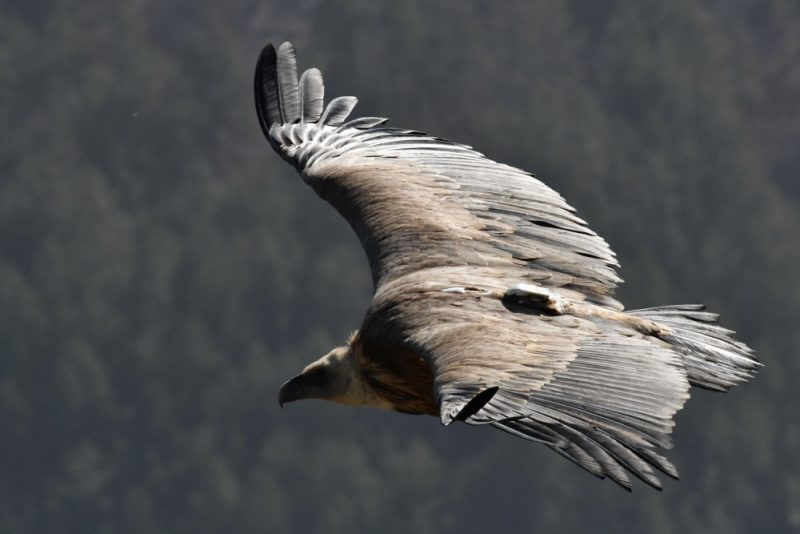 Vautour fauve avec une balise GPS