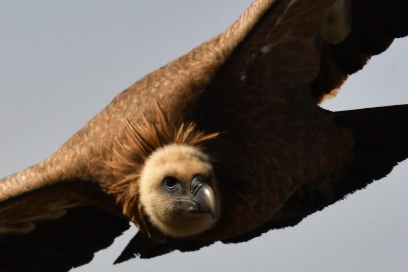 Attention, je te surveille