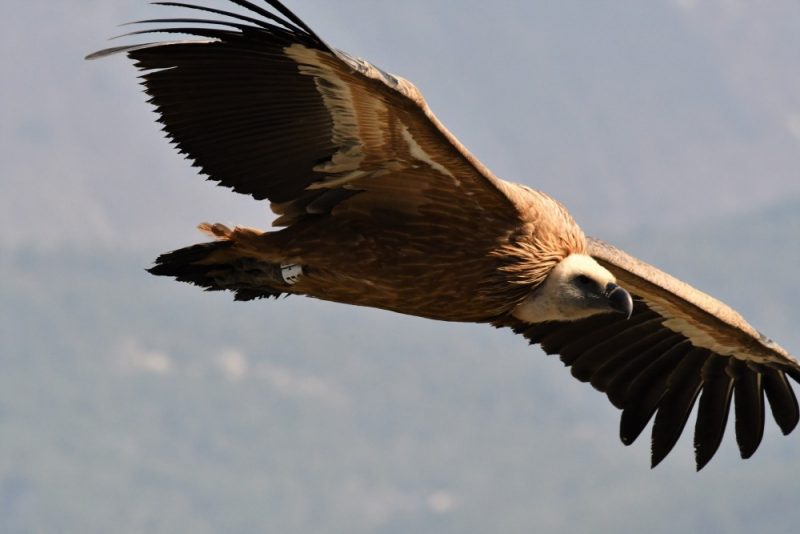 Vautour fauve bagué dans la Drôme