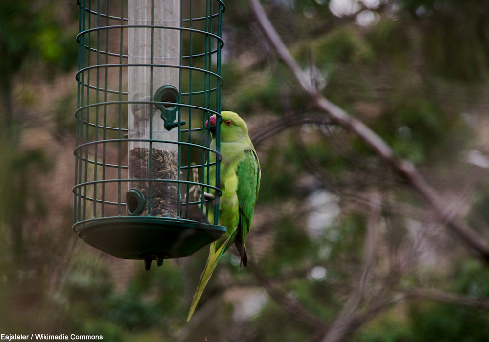 Perruche à collier (Psittacula krameri)