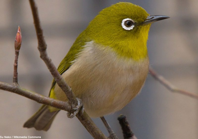 Les cercles oculaire et orbitaire des oiseaux, des termes souvent confondus