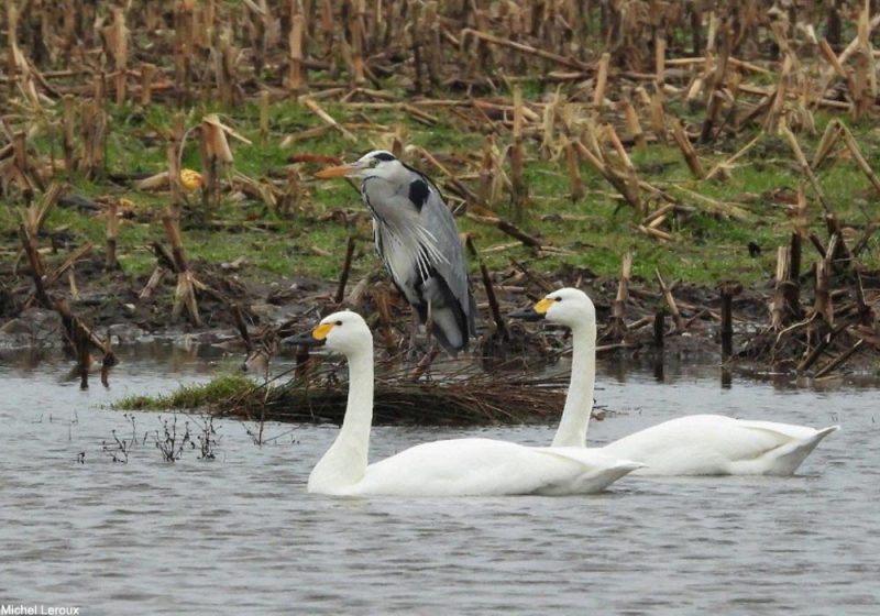 Cygnes de Bewick à Pirou (Manche)