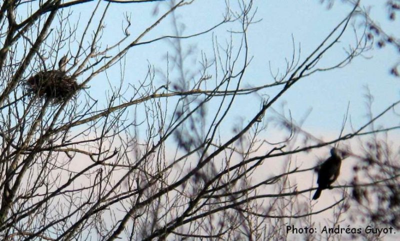 Un Grand Cormoran sur son nid en janvier 2021 sur le lac d&rsquo;Artix