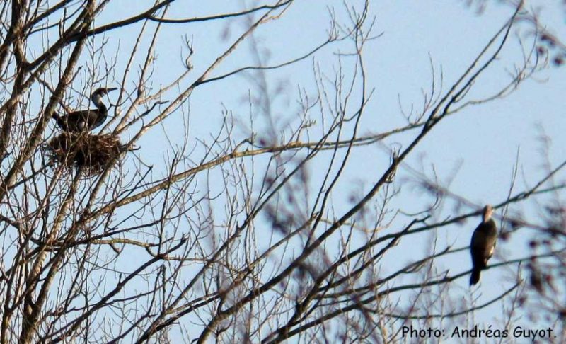 Un Grand Cormoran sur son nid en janvier 2021