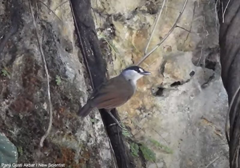 Première vidéo de l’Akalat à sourcils noirs, un oiseau redécouvert en 2020 après plus de 170 ans sans données