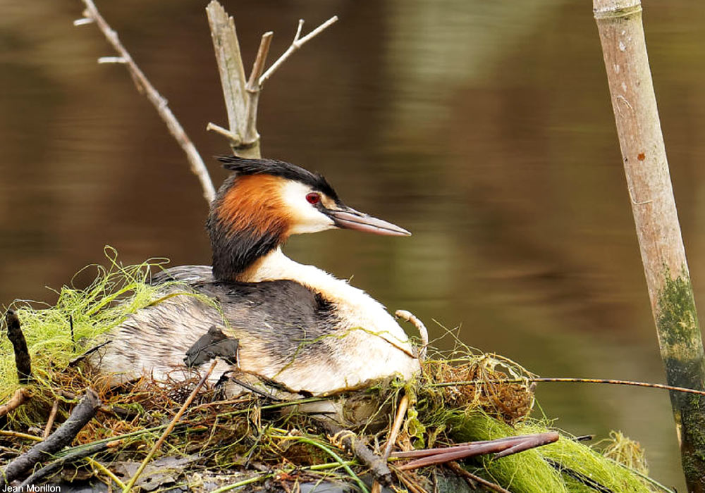 Grèbe huppé (Podiceps cristatus)