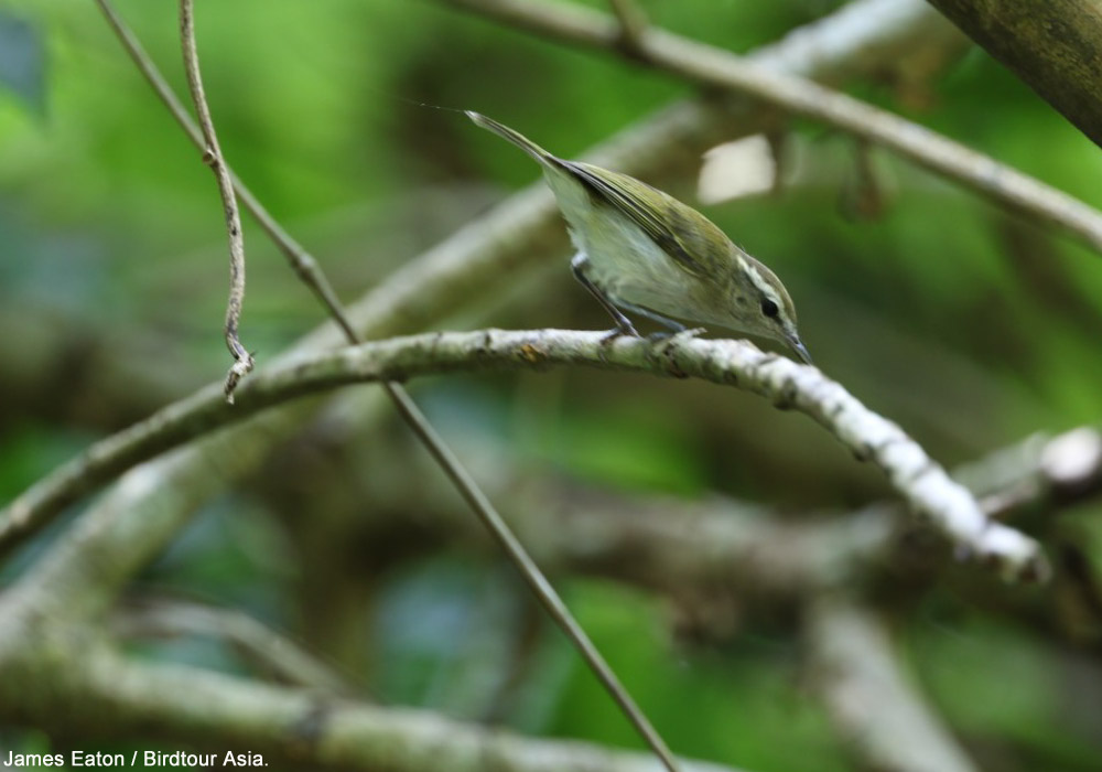 Pouillot du genre Phylloscopus non encore décrit sur l'île de Selayar (Indonésie)