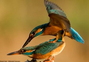 Accouplement de Martins-pêcheurs d'Europe (Alcedo atthis)
