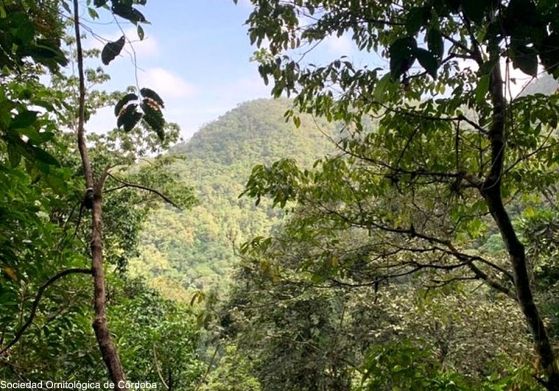 Une expédition a été organisée en Colombie pour tenter de retrouver la Conure du Sinú