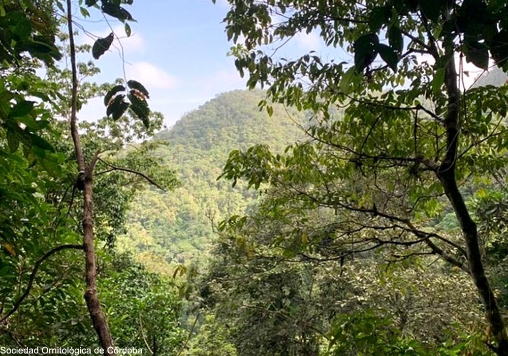 Vue du Cerro Murrucucú (Colombie)