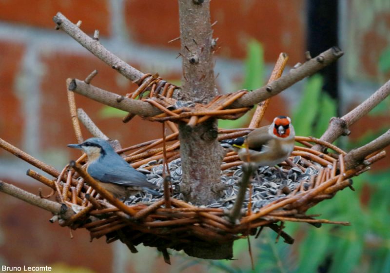 Nourrir les oiseaux de son jardin en hiver - LPO (Ligue pour la
