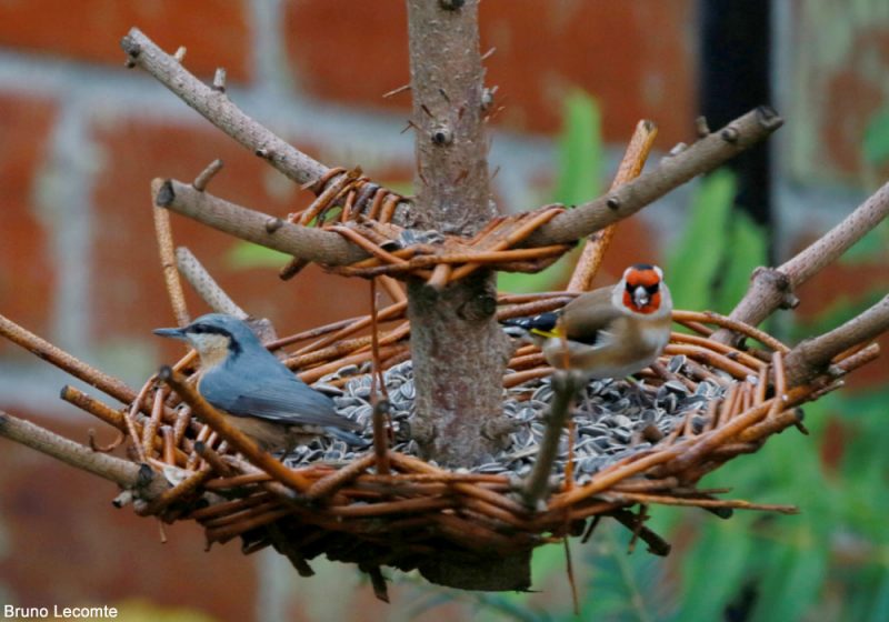 Quelle mangeoire placer au jardin pour les oiseaux ?