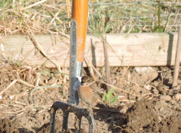 Tarier pâtre au potager