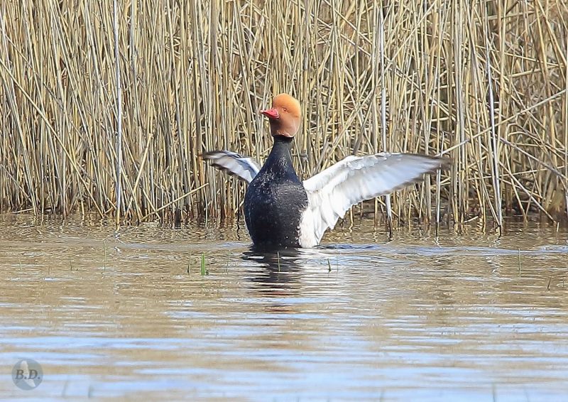 Réveil d&rsquo;une Nette rousse en Brenne