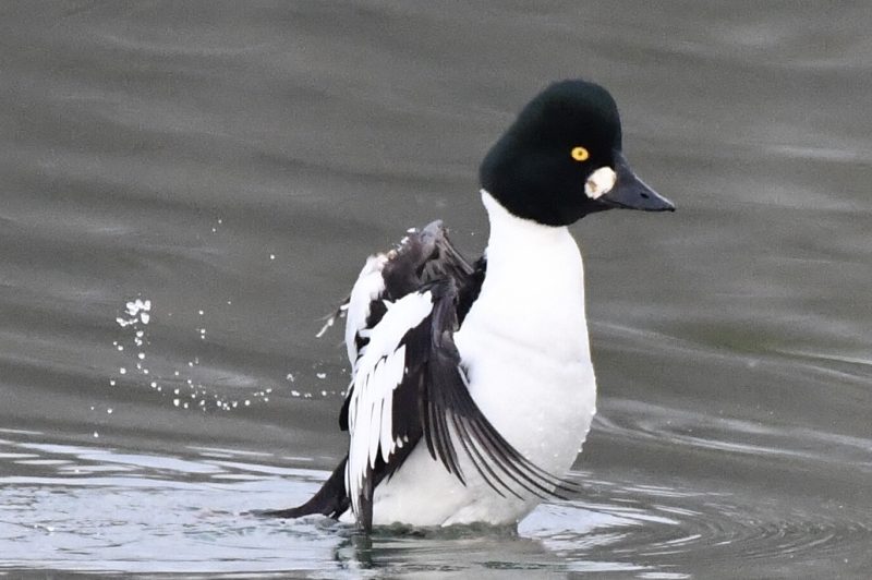 Garrot à oeil d’or sur la Saône