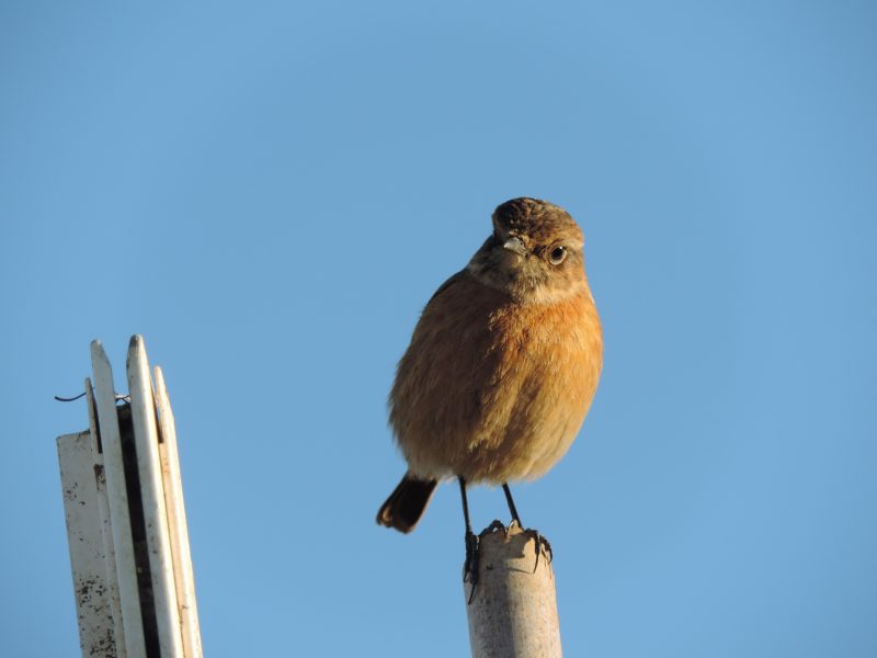 Tarier pâtre au potager