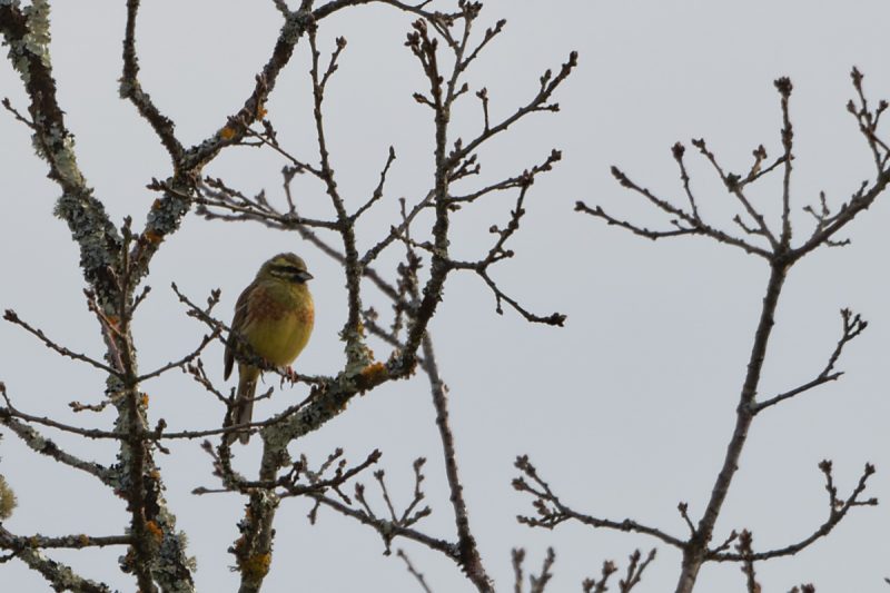 Bruant zizi dans le Lot