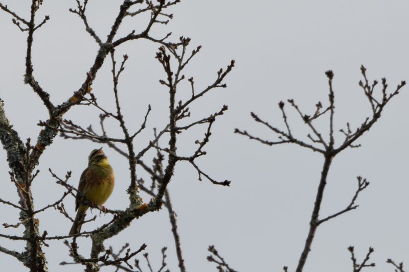 Bruant zizi mâle chanteur dans le Lot
