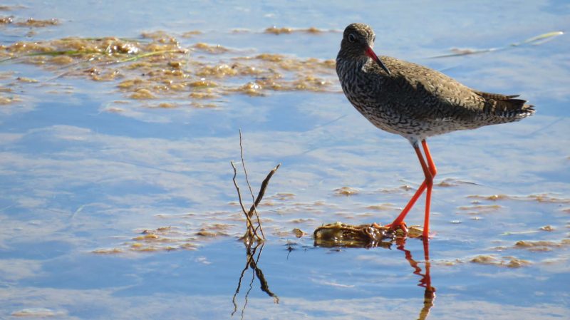 Chevalier gambette au Maroc