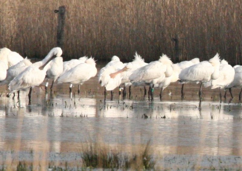 Spatules blanches en Normandie