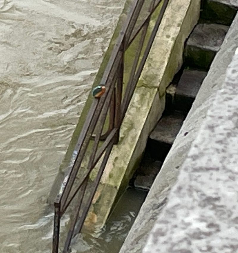 Martin-pêcheur d&rsquo;Europe à Paris