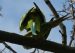 2-Perruche à collier | Psittacula krameri | Rose-ringed Parakeet